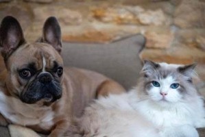 神奇的品种（探索一只以猫为主要特征的狗的神秘品种）