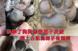 解决狗狗爪子干裂的药物选择（探索专业治疗方法，保护宠物的爪子健康）