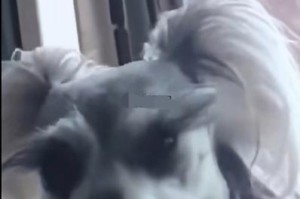 揭秘狗狗为何喜欢歪着头看人（探究狗狗歪头的原因与心理）