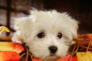 狗狗拉什么样的大便才算健康？（了解狗狗大便的形状和颜色对其健康至关重要）