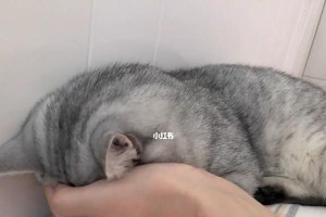 小猫发烧不吃东西怎么办？（关爱宠物健康陪伴小猫度过难关）