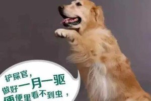 以狗为主题的适宜时间（狗类活动时间及生理周期的重要性）