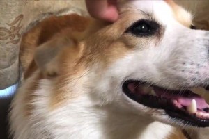 狗挠头意味着什么？（了解狗挠头的原因及应对方法）
