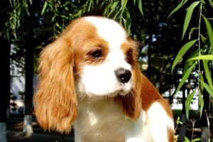 骑士查理王小猎犬的完美饲养方法（如何让你的宠物健康快乐成长）