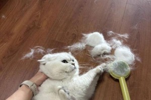 家庭宠物的选择与养育（家里适合养宠物的种类及注意事项）