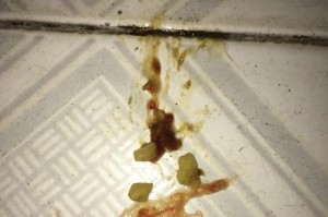如何正确喂养长时间未进食的狗狗（细心呵护是让狗狗恢复健康的关键）