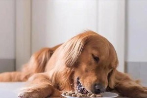 金毛幼犬的饮食需求——如何科学喂养你的小金毛（金毛幼犬的健康成长，从合理饮食开始）