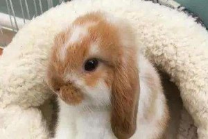 宾尼垂耳兔的饲养方法（如何养好宾尼垂耳兔——详细介绍）