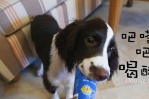 幼犬可以吃的酸奶种类及禁忌（为幼犬选择合适的酸奶种类有哪些？）