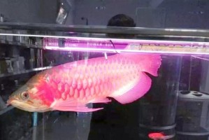 龙鱼缸换水的正确方法（全面介绍龙鱼缸换水的必要性、频率和步骤）