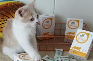 猫咪益生菌的正确食用时间（掌握食用时间，让猫咪更健康）
