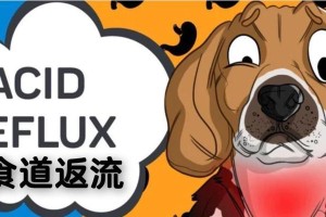 揭秘狗狗胃的奥秘（狗狗胃的位置、功能和常见问题一览）