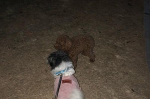 狗狗狂犬疫苗接种的时间选择（保护爱宠免受狂犬病威胁，合理规划疫苗接种时间）