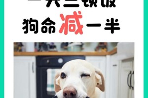 如何确定狗狗一顿应该喂多少粮食？（科学衡量狗狗饮食需求的关键指标及方法）
