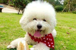 训练比熊犬握手的技巧（轻松教你的比熊犬与人握手）