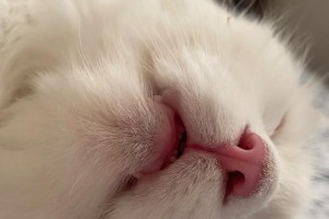 独鼻奇观（神秘而独特，探索这个猫科动物的奇异特征）