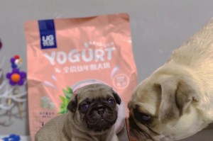 狗奶水质量不好的原因及解决方法（揭示狗奶水质量不好的背后原因，并提供改善建议）