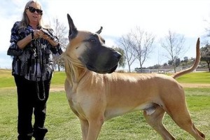 了解大丹犬性格特点（探究大丹犬的温顺与忠诚）