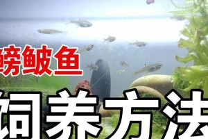 英丽鱼的饲养方法（打造清新水族箱，关注宠物健康）