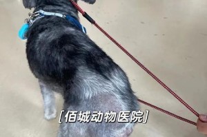 狗狗身上的包是什么引起的？（揭开狗狗身上包之谜，了解其成因与治疗方法）