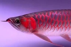 红龙鱼发色优化的最佳温度调控方法（以温度为关键，探索红龙鱼发色的最佳表现）