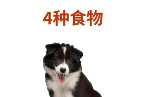 小狗呕吐厉害的原因及应对方法（了解小狗呕吐的常见原因和正确处理方式）