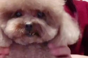 泰迪为什么老挠嘴巴？（揭秘泰迪挠嘴巴的原因及解决方法）