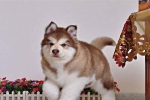 咖啡色巨型阿拉斯加犬——宠物界的“霸主”（探秘咖啡色阿拉斯加犬的特点和魅力）
