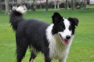 如何合理饲养巴色特犬（从狗的性格特点、喂食、活动、训练等方面详细介绍）