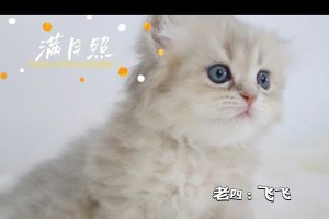 没满月的猫咪的饮食需求（为刚出生不久的小猫咪提供健康饮食的重要性）
