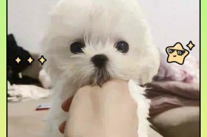以马尔济斯犬的高价背后（解析以马尔济斯犬价格的原因及价值）