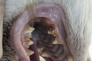 猫嘴臭与换牙的关系（探寻猫嘴臭的原因以及与换牙的相关性）
