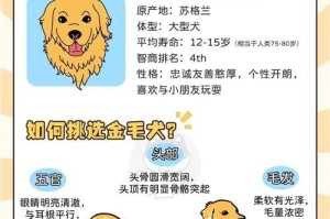 金毛犬的出门频率及注意事项（金毛犬的户外需求及合理安排）