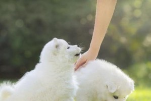 如何让宠物狗变得更忠诚？（掌握这些方法，让你的爱犬对你更加信任和依赖）