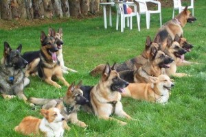 如何训练德国牧羊犬成为优秀的宠物（以德国牧羊犬怎么调教为主题，帮你成为训练大师）