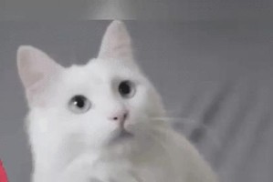 探索猫为什么不容易生病的奥秘（揭示猫咪健康的秘密与关键因素）