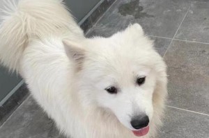 探秘以萨摩幼犬鼻子的颜色之谜（从黑到粉，鼻子的变色之旅）
