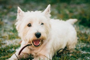 萌犬介绍（探寻宠物世界的快乐）