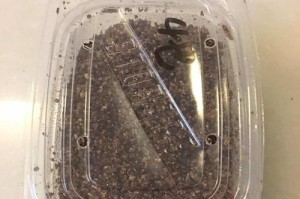 乌龟消毒的最简单方法（用什么盐进行消毒最有效？）