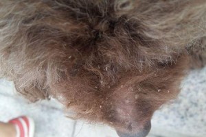 揭秘狗狗鼻子上的白色物质（了解狗狗鼻子上白色物质的成因和处理方法）