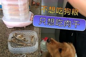 喂狗狗肉干的好处（为宠物带来健康与快乐）