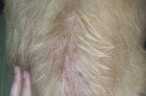 金毛犬常见症状及应对方法（了解金毛犬常见症状，做好健康护理）