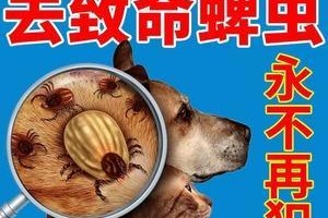 泰迪狗肚子里有虫子，你需要了解的症状及处理方法（宠物犬如何预防和处理肚子里的寄生虫感染）