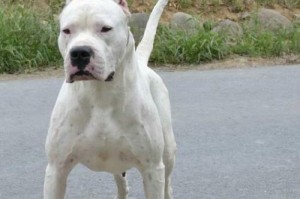 杜高犬训练全攻略（以宠物为主，打造最贴心的训练方式）