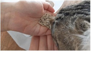 主题：如何正确使用猫砂
