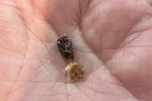 揭秘狗耳垢的奥秘——从颜色到成因一探究竟（狗耳垢的种类及形成原因揭示，助你更好地照顾你的爱宠）