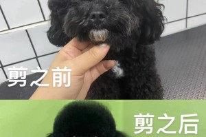 泰迪剪胎毛后多久能长出来？（了解泰迪剪胎毛恢复周期及护理技巧）