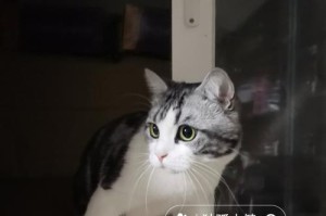 猫咪调皮的原因及探索（解读可爱小猫咪的淘气本性）