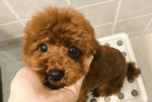 泰迪犬挑食解决方法（如何让你的宠物爱上吃饭？）