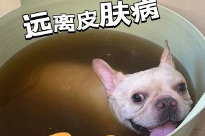 法牛为何易患皮肤病？（探索法牛皮肤病的原因与预防措施）